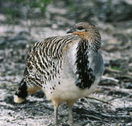 Yongergnow Australian Malleefowl Centre - Accommodation Batemans Bay