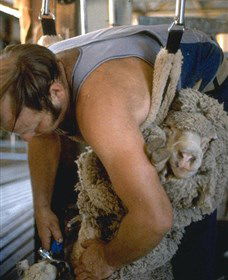 Kuriong Sheep Station - Accommodation Batemans Bay 0