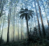 Yarra Ranges National Park - Accommodation Batemans Bay