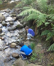 Shelley Forest Camp - Accommodation Batemans Bay 2