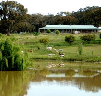 Clearview Alpacas - Accommodation Batemans Bay
