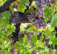 Murrumbateman Winery Company Pty Ltd  - Accommodation Batemans Bay