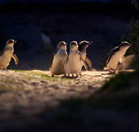 Phillip Island Nature Parks - Accommodation Batemans Bay