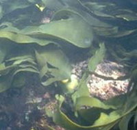 Churchill Island Marine National Park - Accommodation Batemans Bay