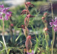 Carnamah-Eneabba Wildflower Drive - Accommodation Batemans Bay