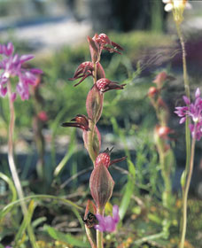 Carnamah-Eneabba Wildflower Drive - Accommodation Batemans Bay 0