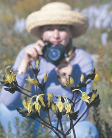 Carnamah-Eneabba Wildflower Drive - Accommodation Batemans Bay 1