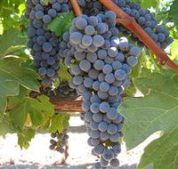 Joshuas Fault Wine - Accommodation Batemans Bay