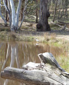 Mulligans Flat - Accommodation Batemans Bay 0