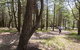 The National Arboretum Canberra - thumb 3