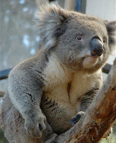 National Zoo & Aquarium - Accommodation Batemans Bay 5