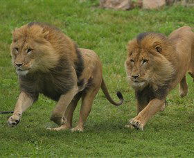 National Zoo & Aquarium - Accommodation Batemans Bay 4