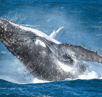 Sydney Whale Watching - Accommodation Batemans Bay