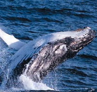 Sydney Eco Whale Watching - Accommodation Batemans Bay
