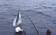 Amokura Charters - thumb 0