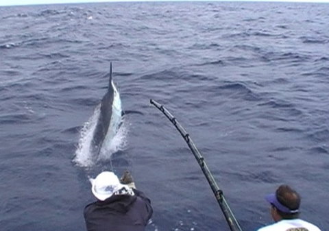 Amokura Charters - Accommodation Batemans Bay 0