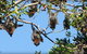 Blackbutt Reserve - thumb 1