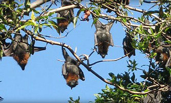 Blackbutt Reserve - Accommodation Batemans Bay 1