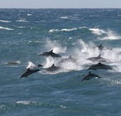 Tamboi Queen Cruises - Accommodation Batemans Bay