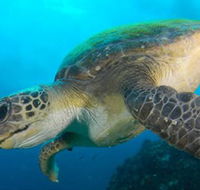 Byron Bay Dive Centre - Accommodation Batemans Bay