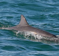 Byron Bay Dolphin Wildlife Tours - Accommodation Batemans Bay