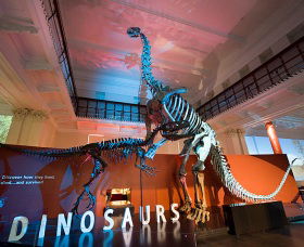 Australian Museum - Accommodation Batemans Bay 0