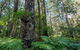 Browns Forest Loop Trail - thumb 1