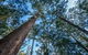 Browns Forest Loop Trail - thumb 2