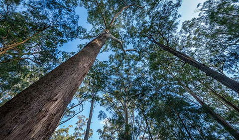 Browns Forest Loop Trail - Accommodation Batemans Bay 2