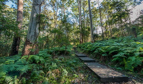 Browns Forest Loop Trail - Accommodation Batemans Bay 3