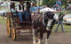 The Australiana Pioneer Village Ltd - thumb 2