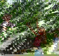 Forest Range Cherries - Accommodation Batemans Bay