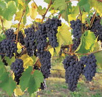 Hills Short Wine and Food Trail - Accommodation Batemans Bay