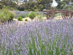 Emu Bay Lavender - Accommodation Batemans Bay 3