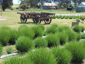 Emu Bay Lavender - Accommodation Batemans Bay 2