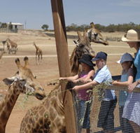 Monarto Open Range Zoo - Accommodation Batemans Bay