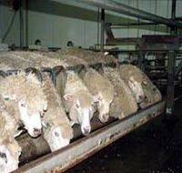 Island Pure Sheep Dairy And Cheese Factory - Accommodation Batemans Bay