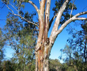 ODonnell Park At Curlwaa - Accommodation Batemans Bay 2