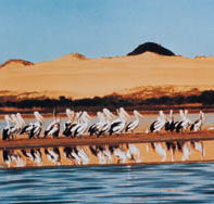 Coorong National Park - Accommodation Batemans Bay