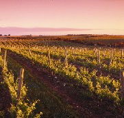 Ralph Fowler Wines - Accommodation Batemans Bay