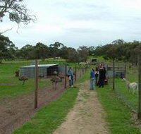 Avenue Emus - Accommodation Batemans Bay