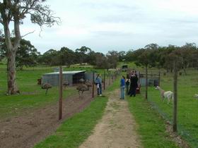 Avenue Emus - Accommodation Batemans Bay 0