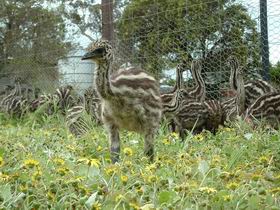 Avenue Emus - Accommodation Batemans Bay 1