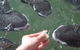 Aquascene - thumb 1