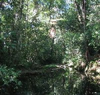 Wabunga Wayemba Charmillan Creek walking track - Accommodation Batemans Bay