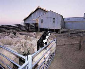 Shear Outback The Australian Shearers Hall Of Fame - Accommodation Batemans Bay 1
