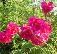 Bishop's Lodge Historic House and Heritage Rose Garden - Accommodation Batemans Bay