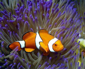 Reef HQ Aquarium - Accommodation Batemans Bay 0
