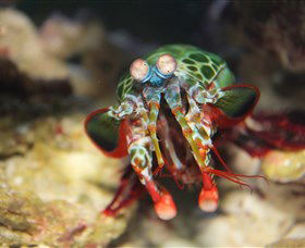Reef HQ Aquarium - Accommodation Batemans Bay 3
