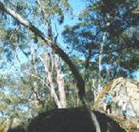 Dergholm State Park - Accommodation Batemans Bay